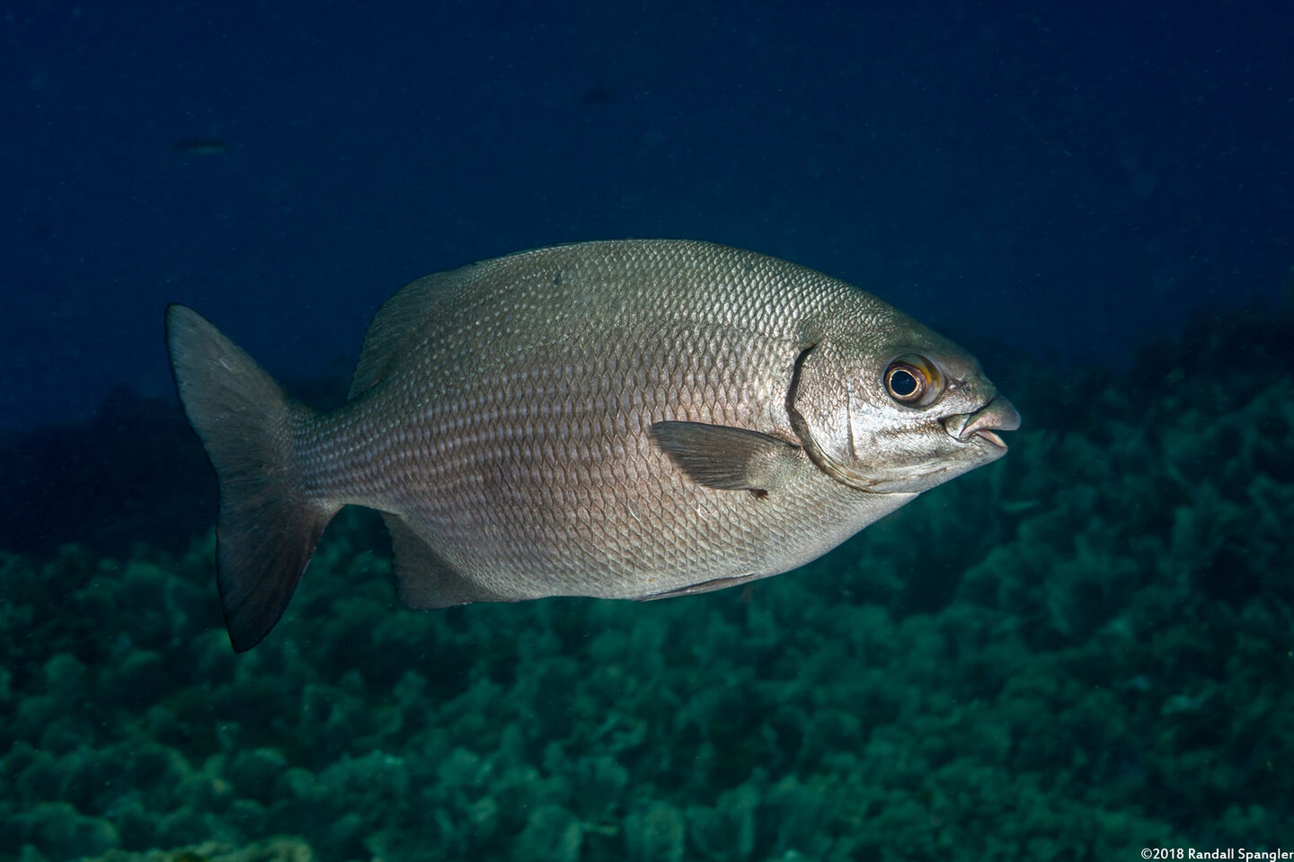 Kyphosus sectatrix (Bermuda Chub)