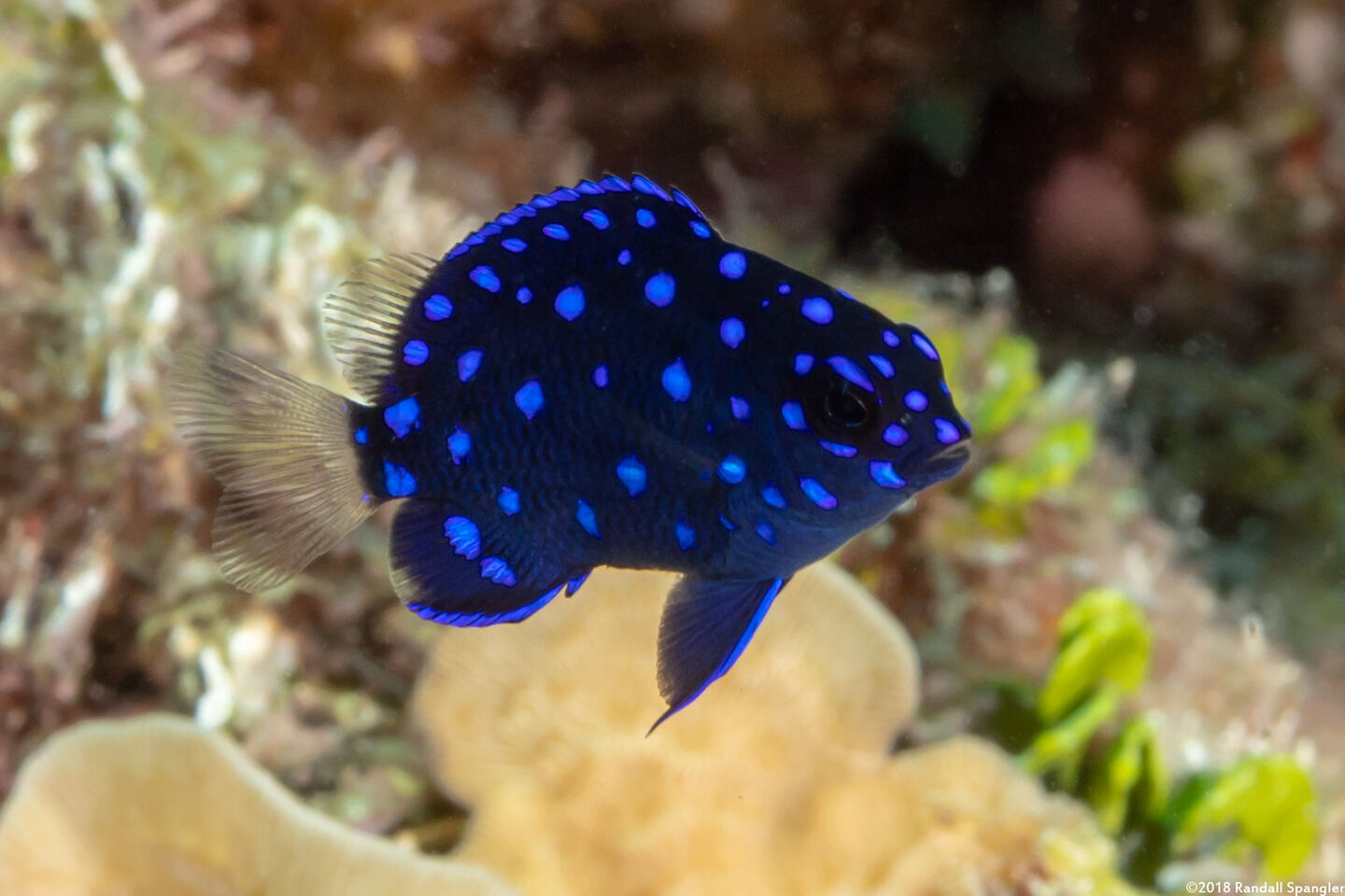 Microspathodon chrysurus (Yellowtail Damselfish)
