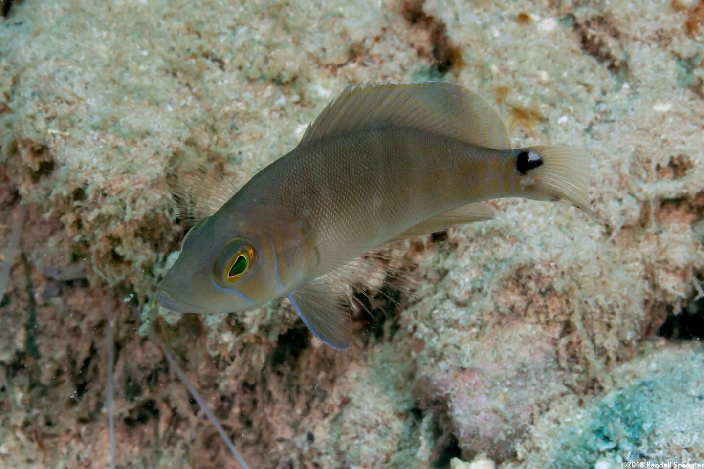 Hypoplectrus sp.1 (Juvenile Hamlets)