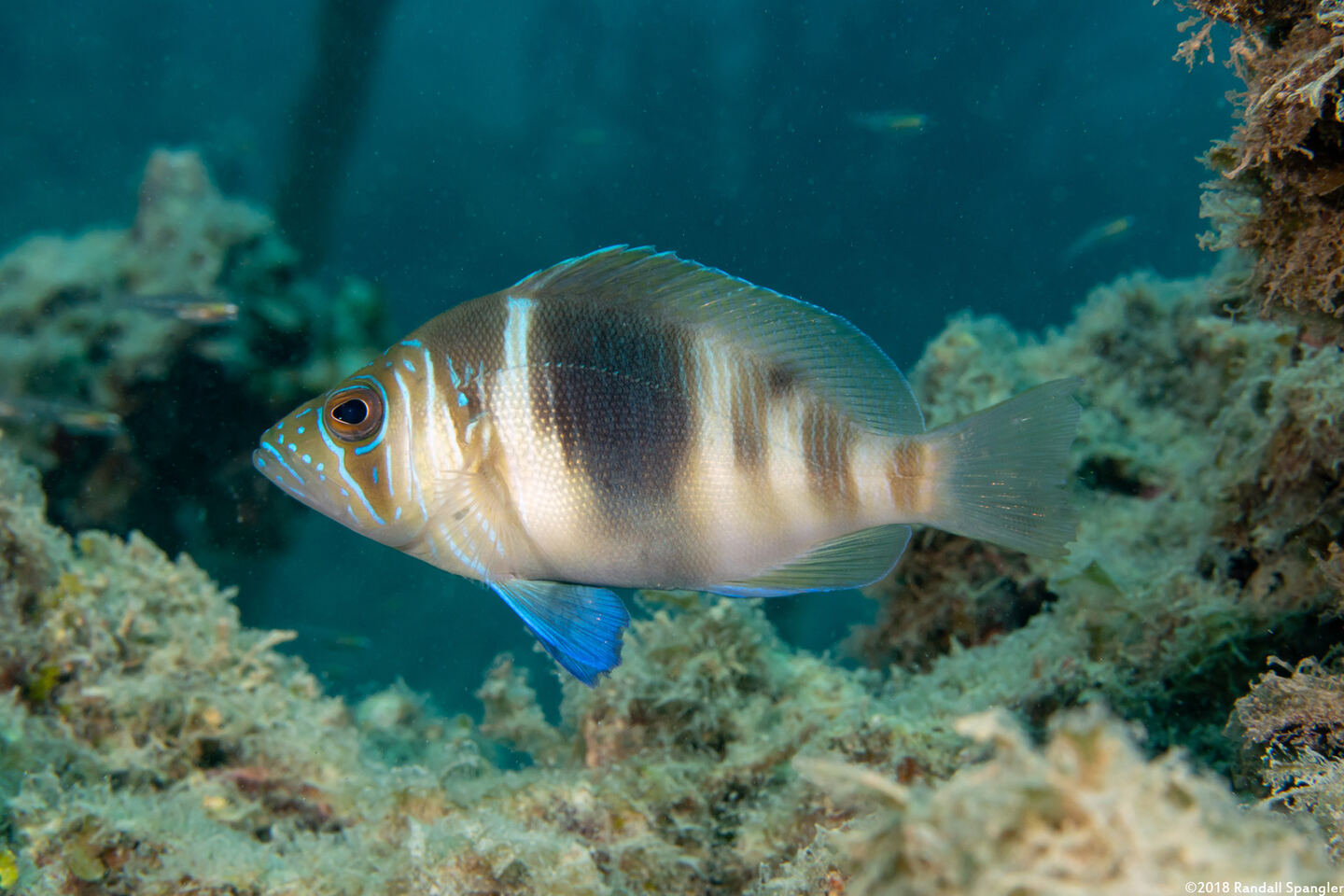 Hypoplectrus puella (Barred Hamlet)