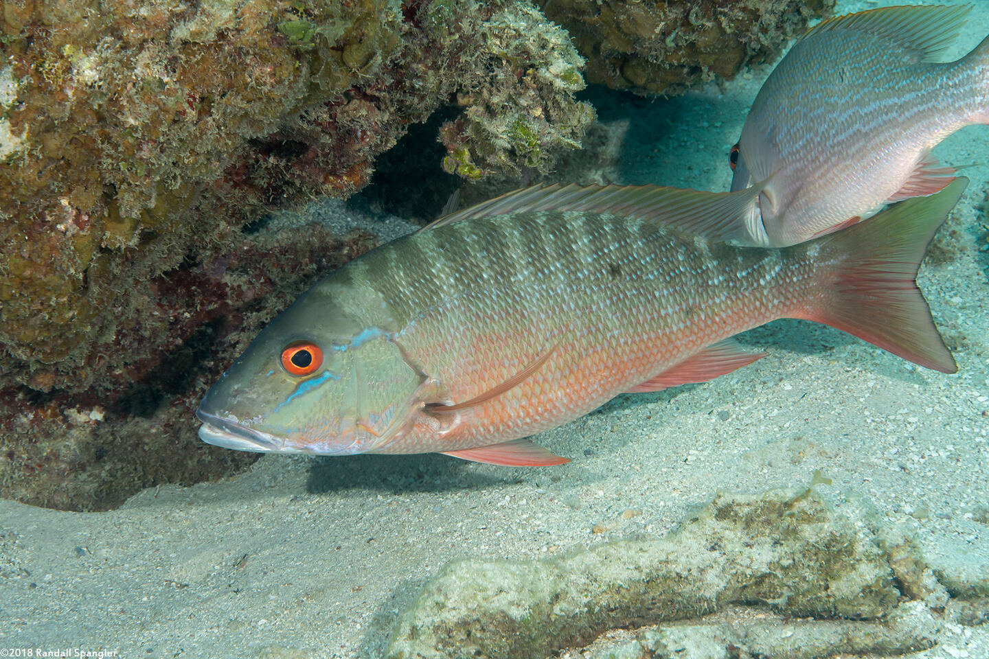 Lutjanus analis (Mutton Snapper)