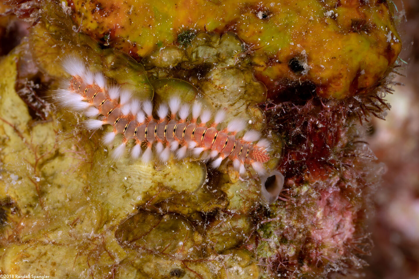 Hermodice carunculata (Bearded Fireworm)
