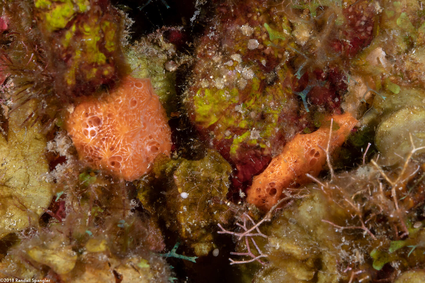Scopalina ruetzleri (Orange Lumpy Encrusting Sponge)