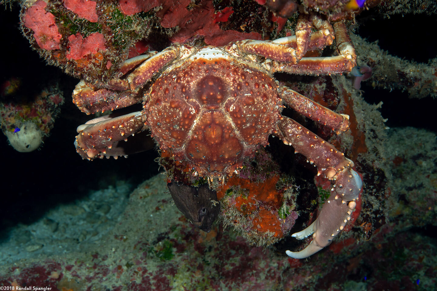 Maguimithrax spinosissimus (Channel Clinging Crab)