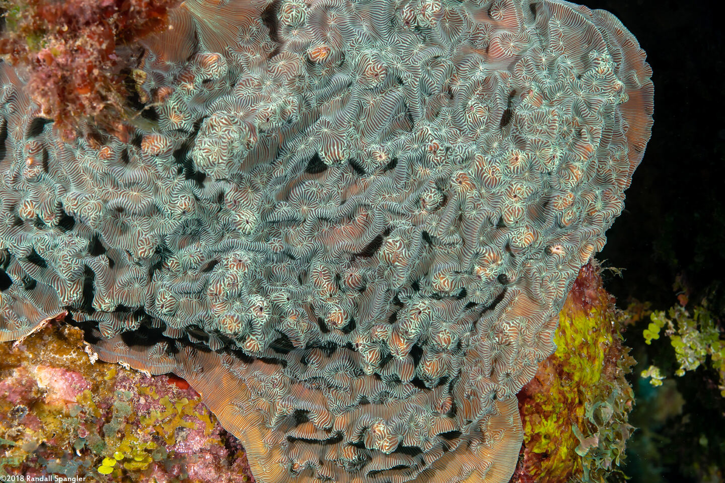 Helioseris cucullata (Sunray Lettuce Coral)
