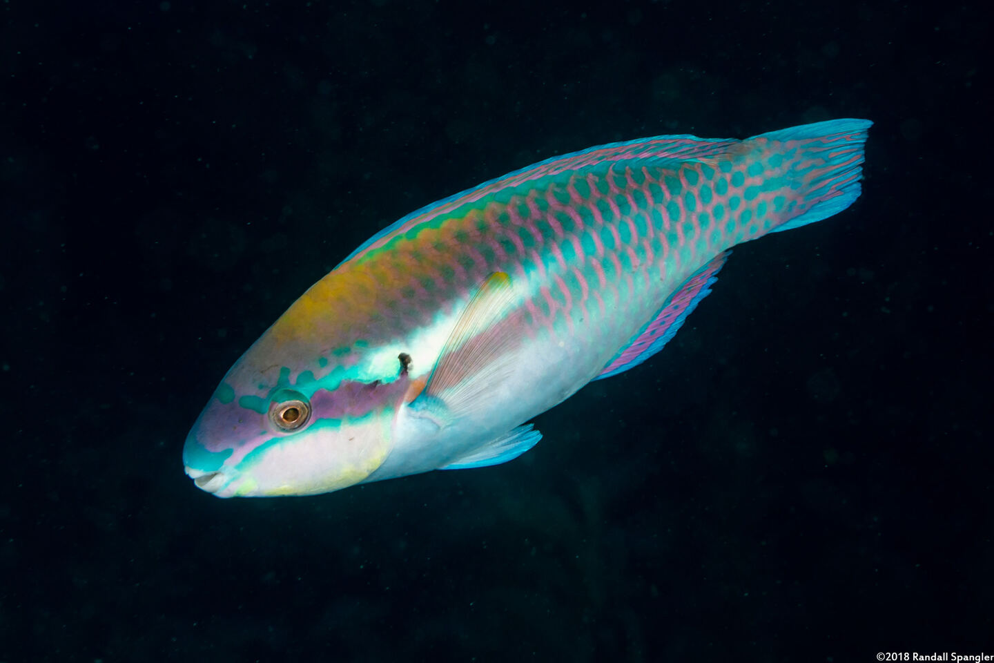 Scarus iseri (Striped Parrotfish)