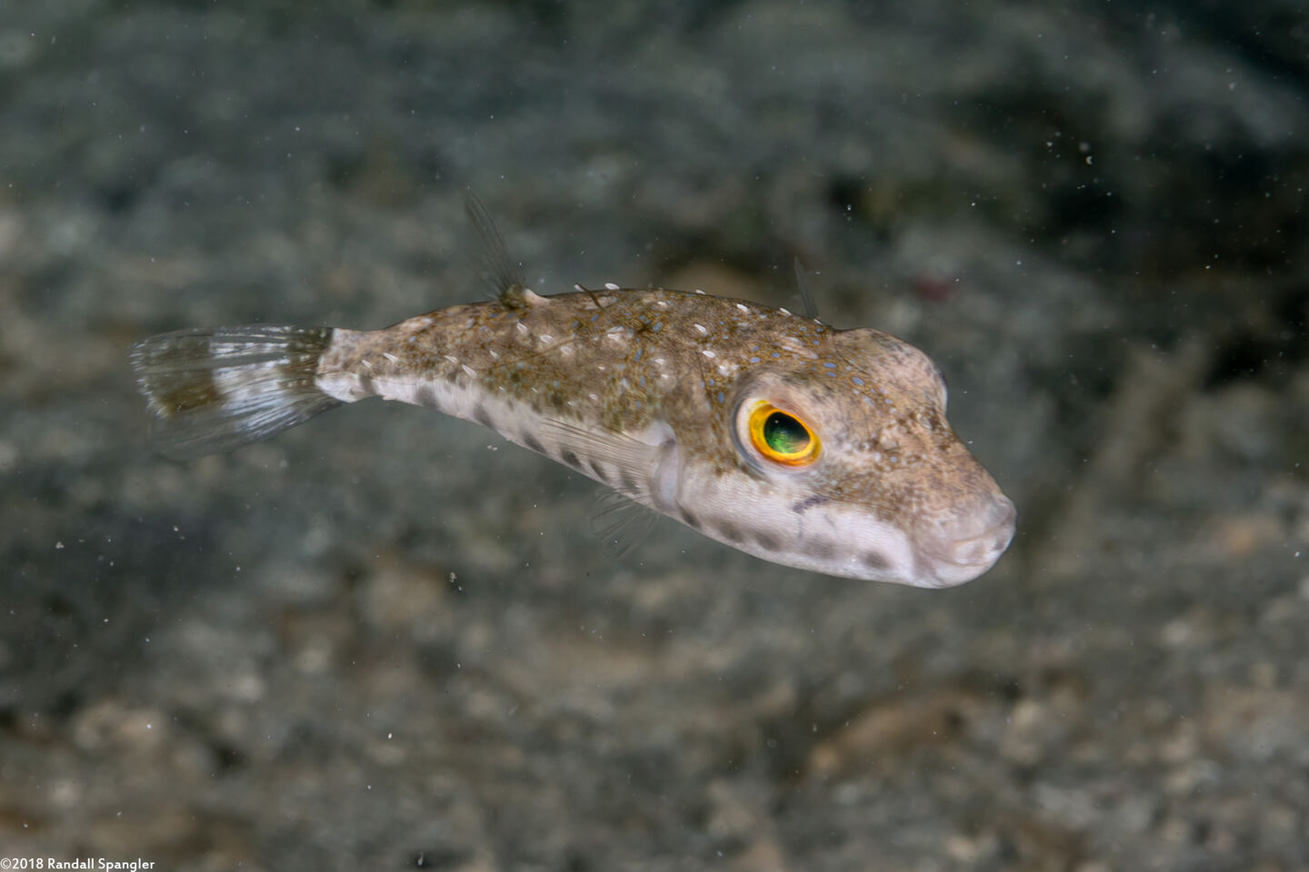 Sphoeroides spengleri (Bandtail Puffer)