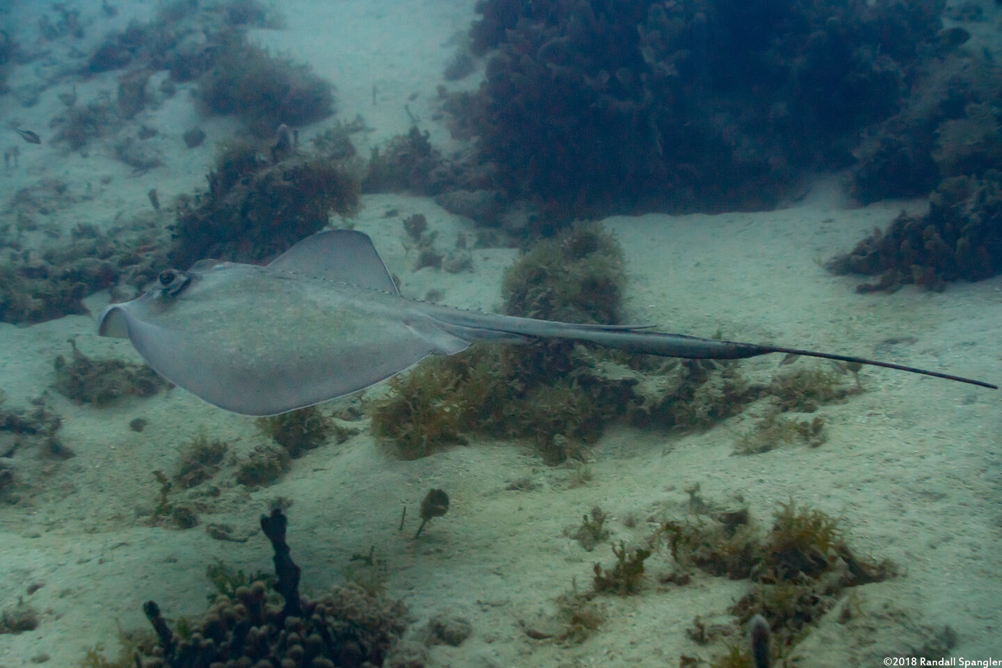 Hypanus americanus (Southern Stingray)