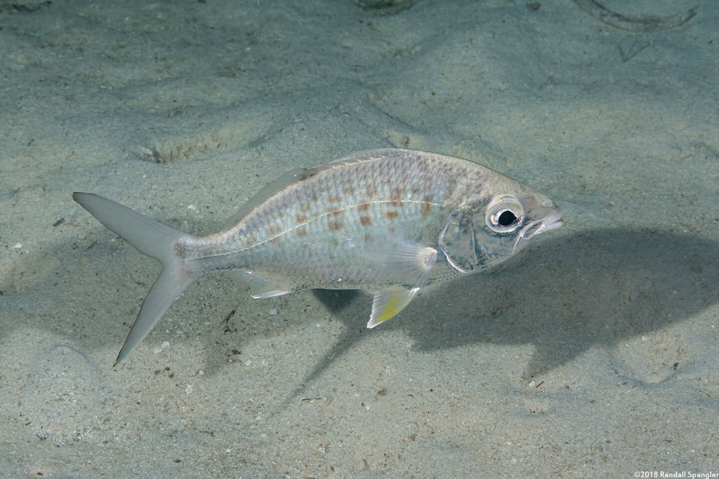 Gerres cinereus (Yellowfin Mojarra)