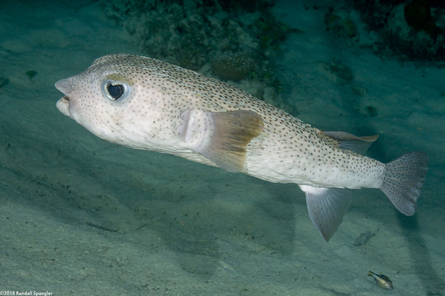 Diodon hystrix (Porcupinefish)