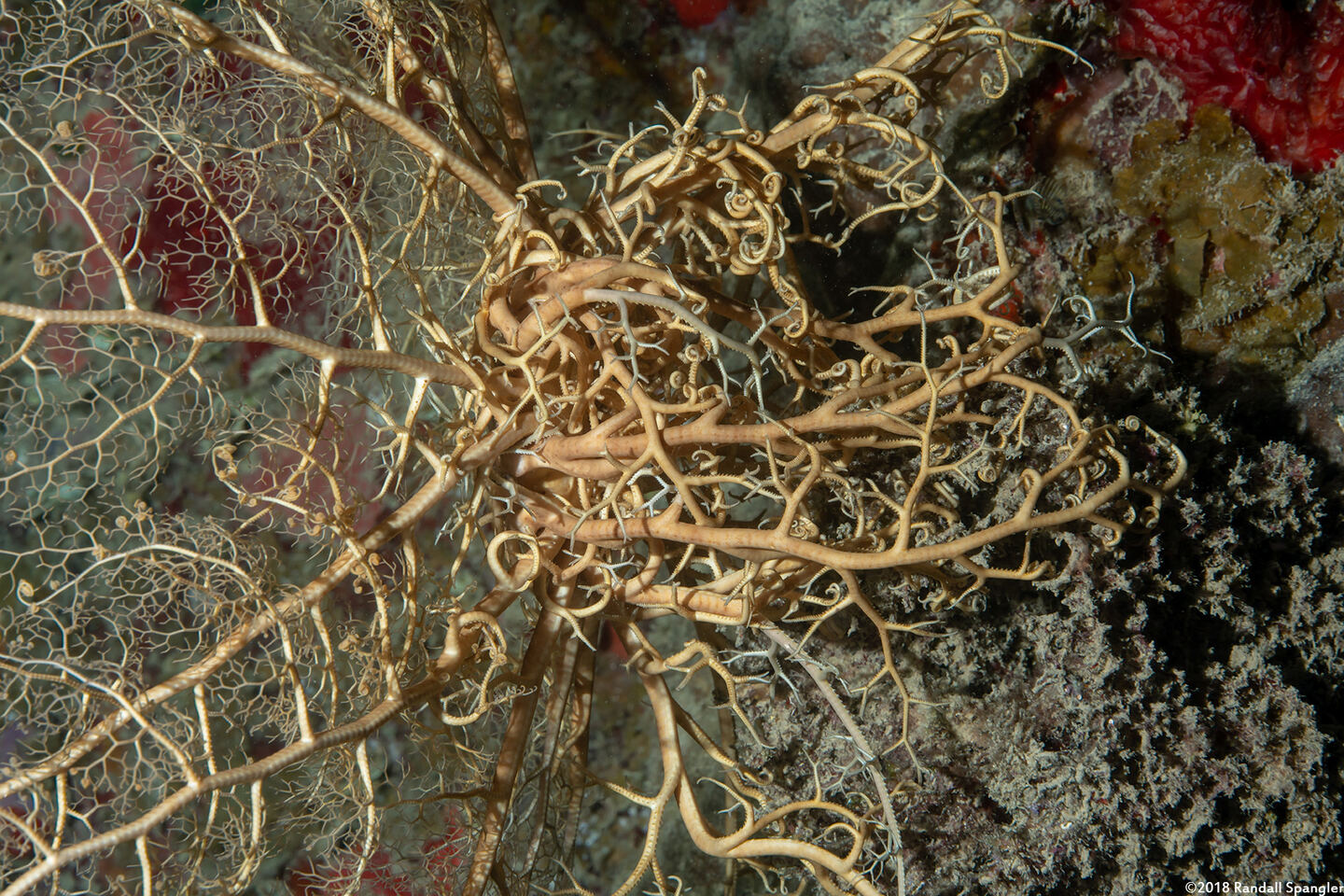 Astrophyton muricatum (Giant Basket Star)