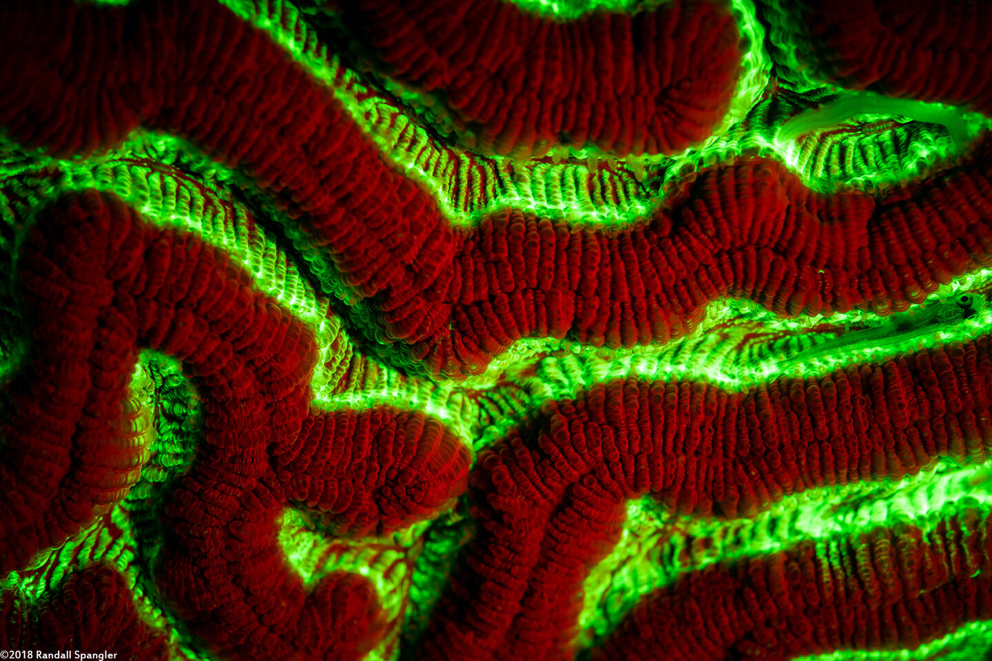 Colpophyllia natans (Boulder Brain Coral)
