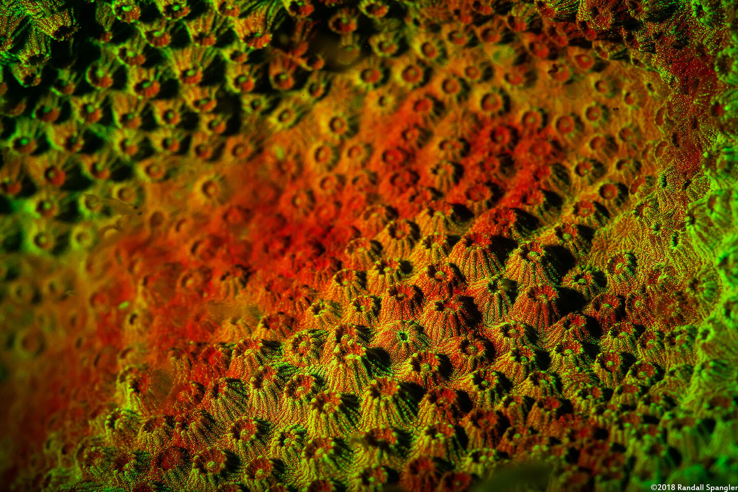 Madracis pharensis (Star Coral)