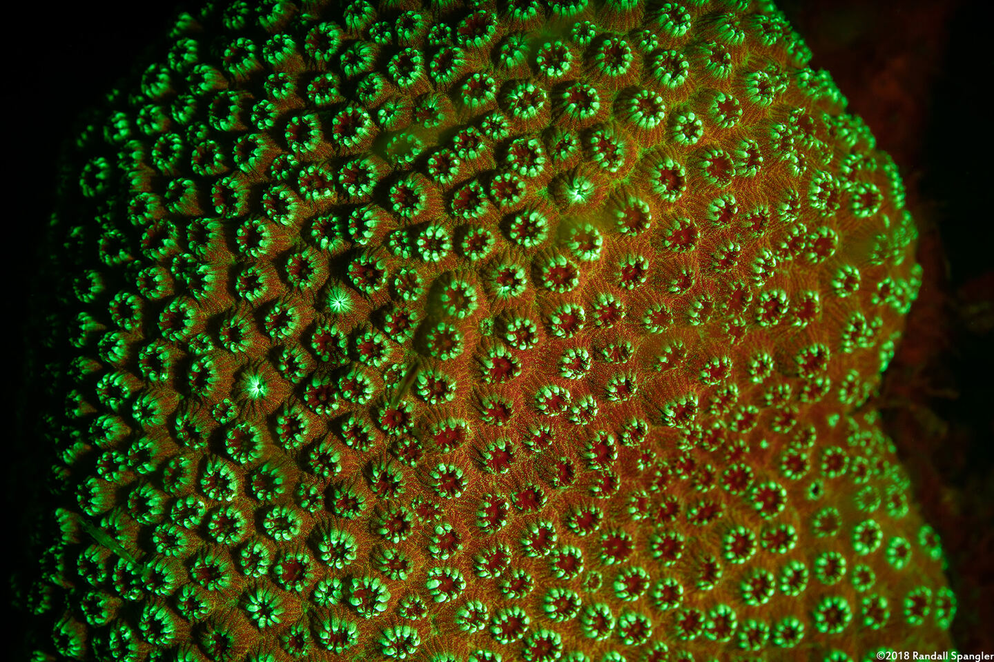 Madracis pharensis (Star Coral)