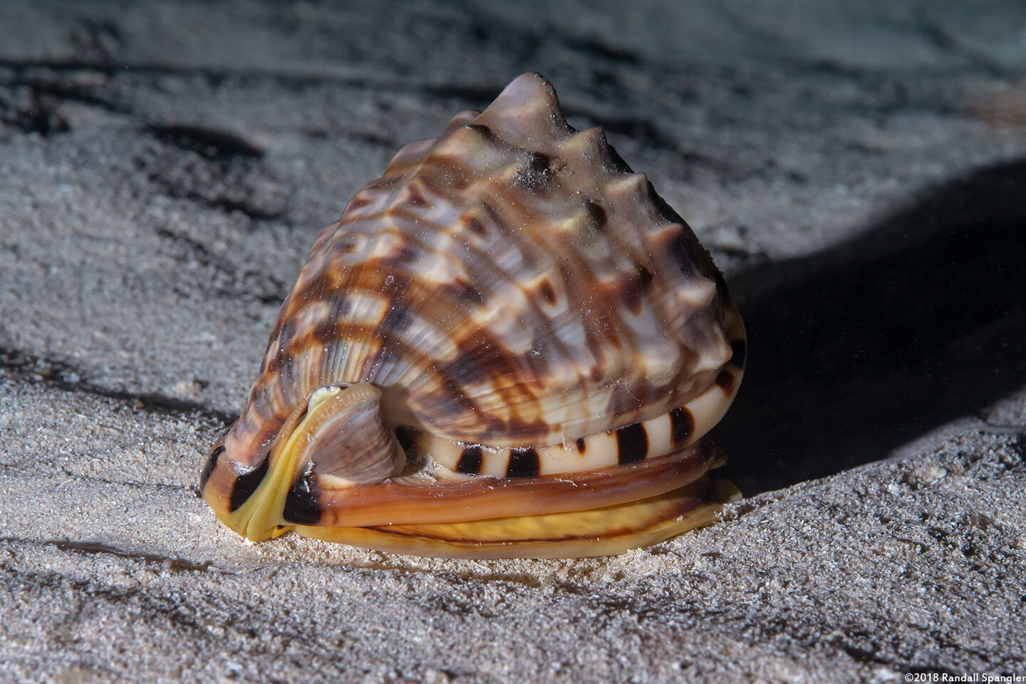 Cassis tuberosa (King Helmet)