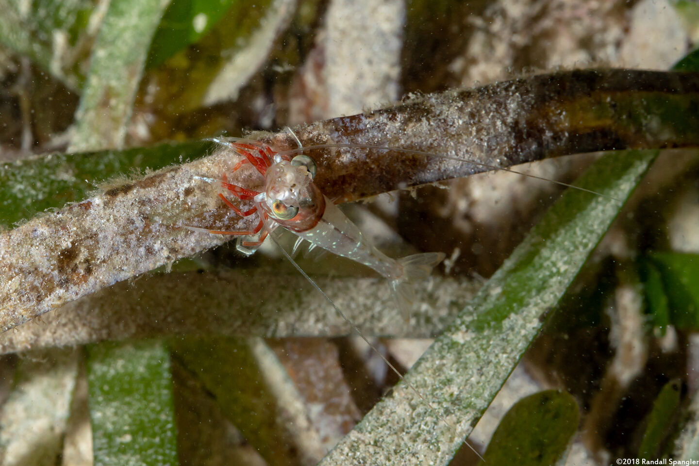 Metapenaeopsis goodei (Velvet Shrimp)