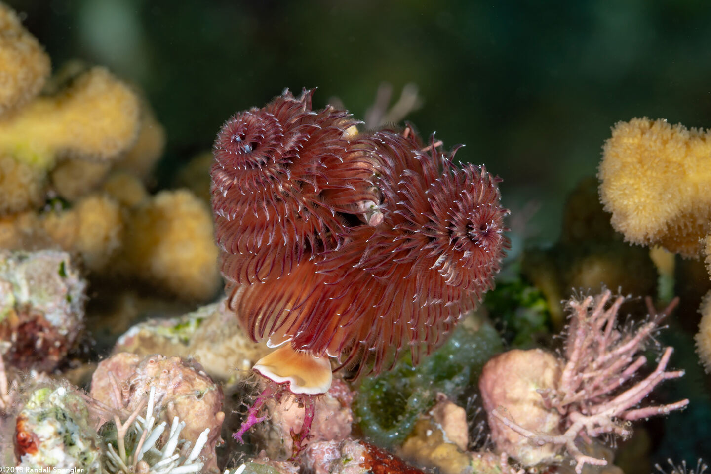 Spirobranchus giganteus (Christmas Tree Worm)