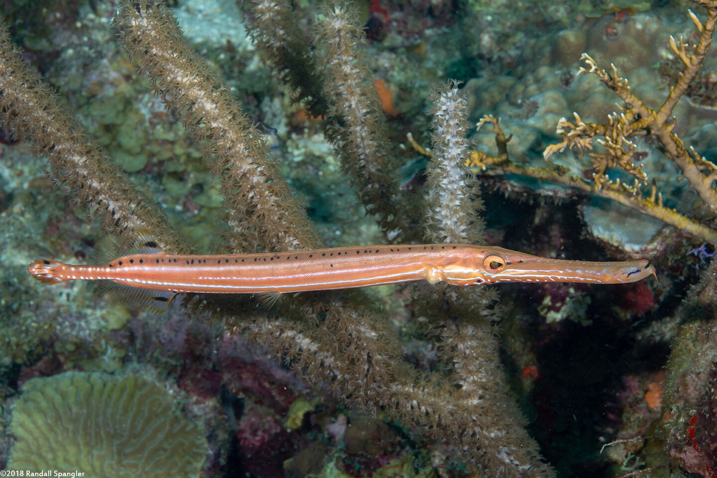 Aulostomus maculatus (Atlantic Trumpetfish)