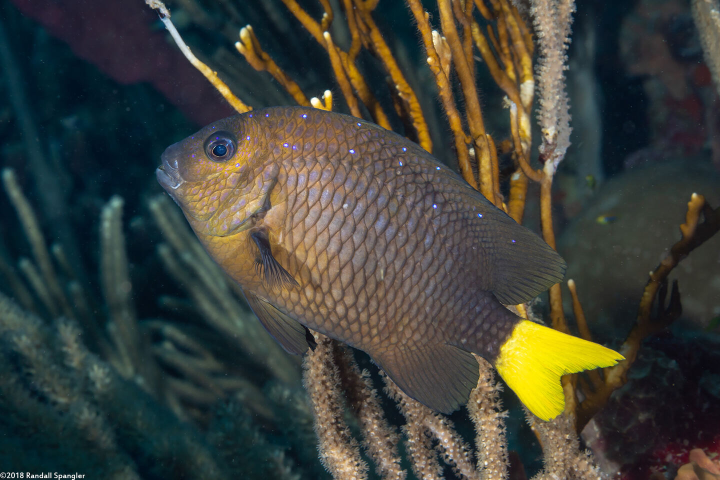 Microspathodon chrysurus (Yellowtail Damselfish)