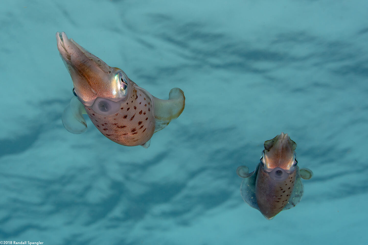 Sepioteuthis sepioidea (Caribbean Reef Squid)