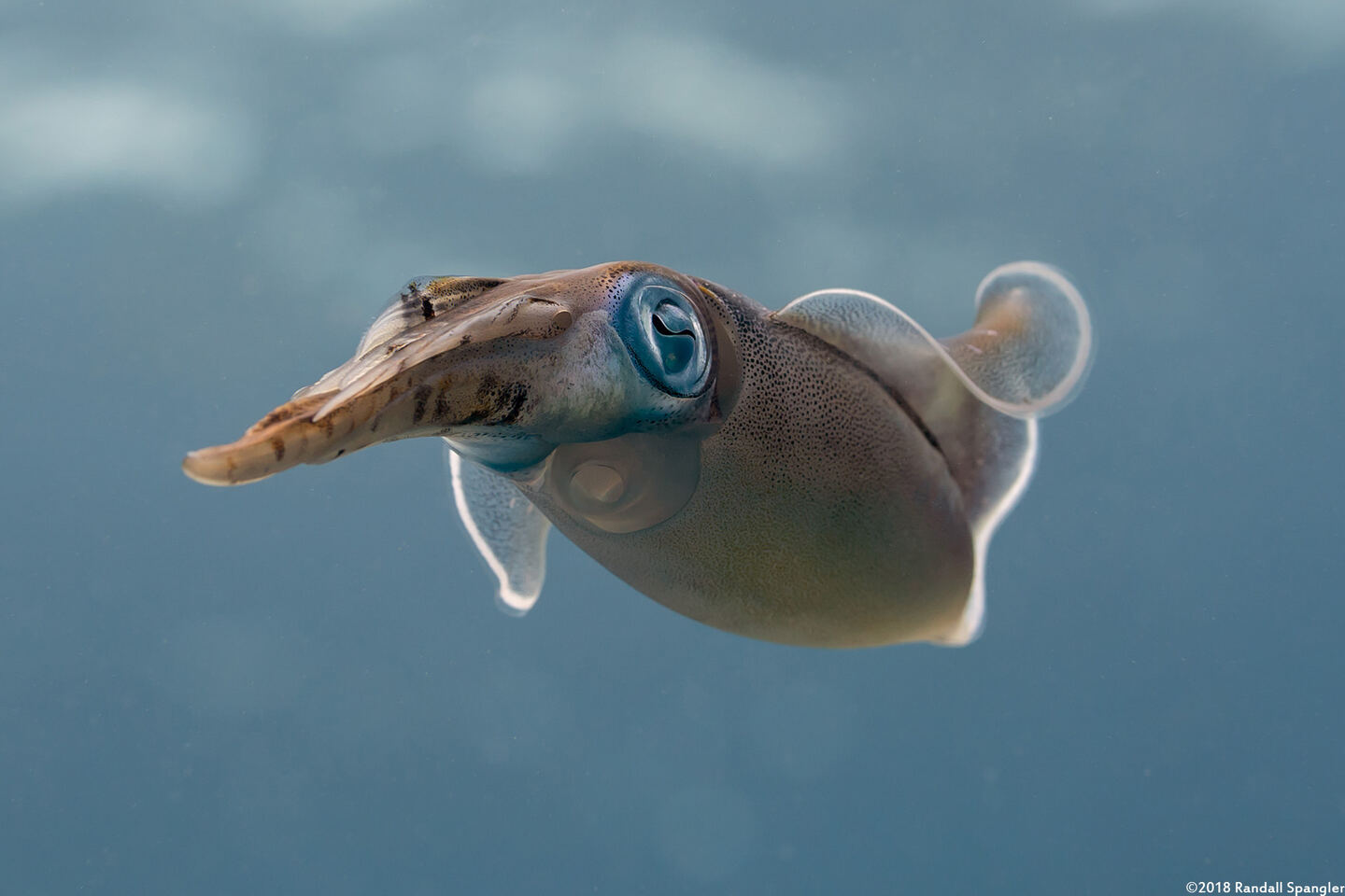 Sepioteuthis sepioidea (Caribbean Reef Squid)