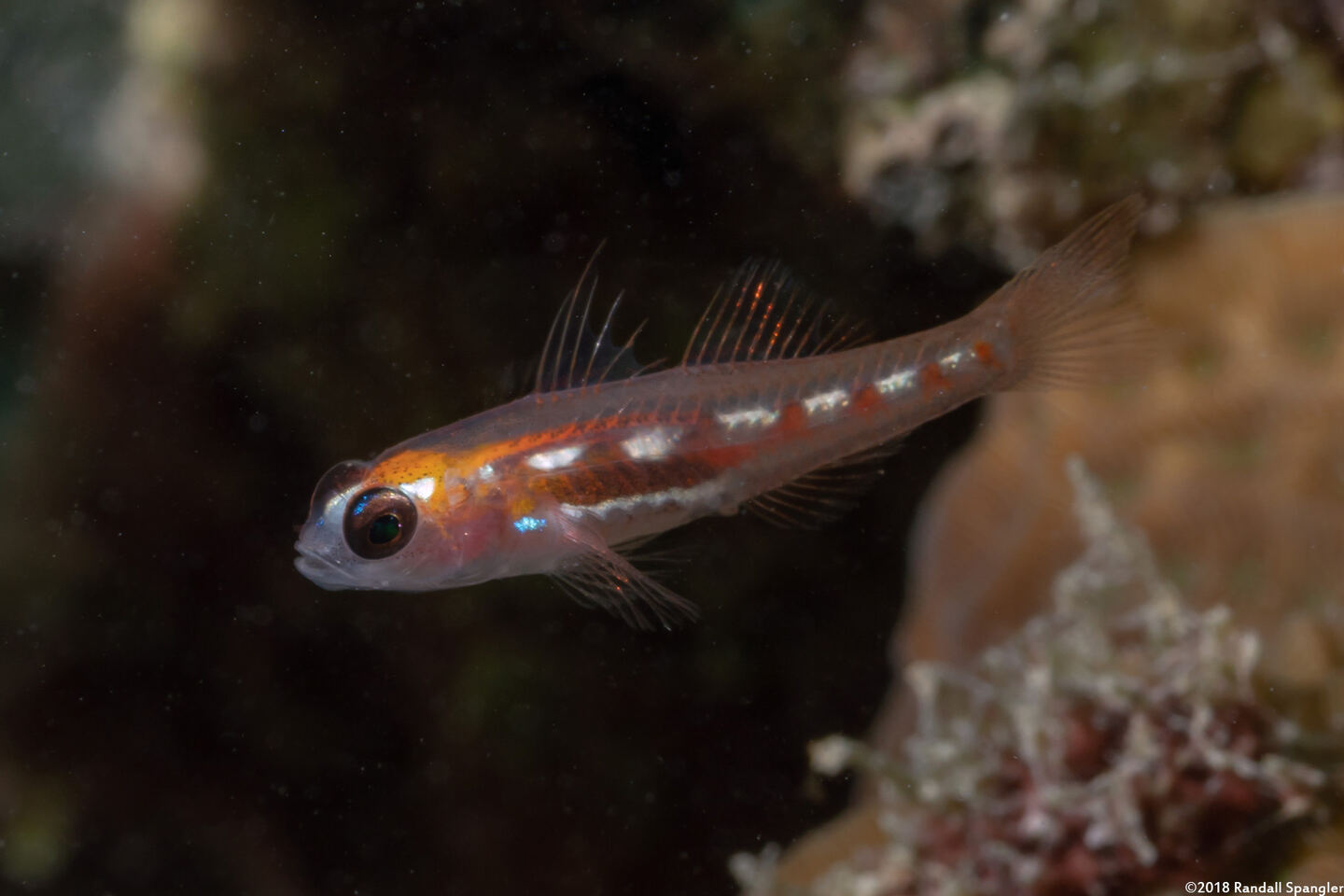Coryphopterus hyalinus (Glass Goby)