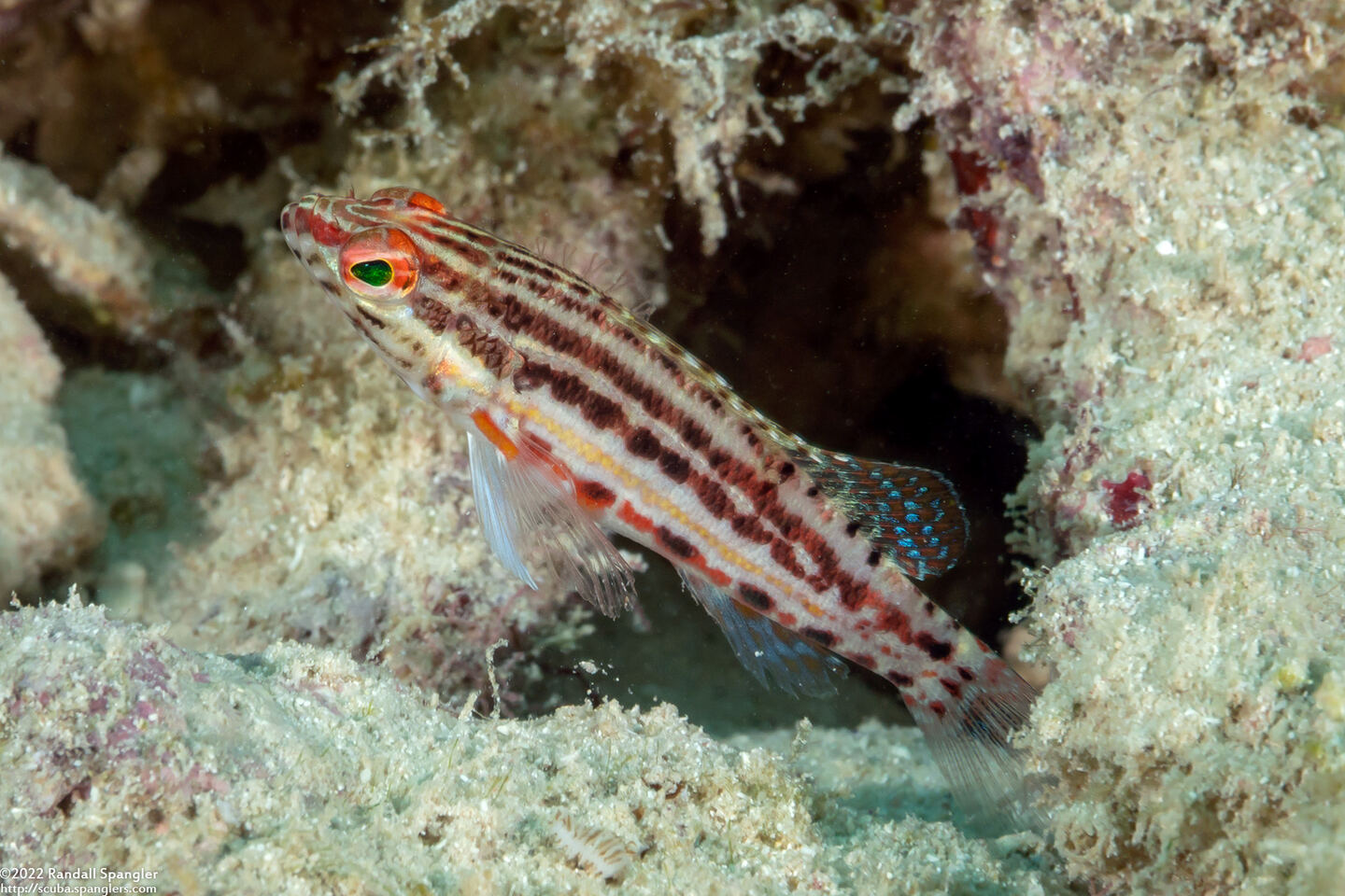 Serranus baldwini (Lantern Bass)