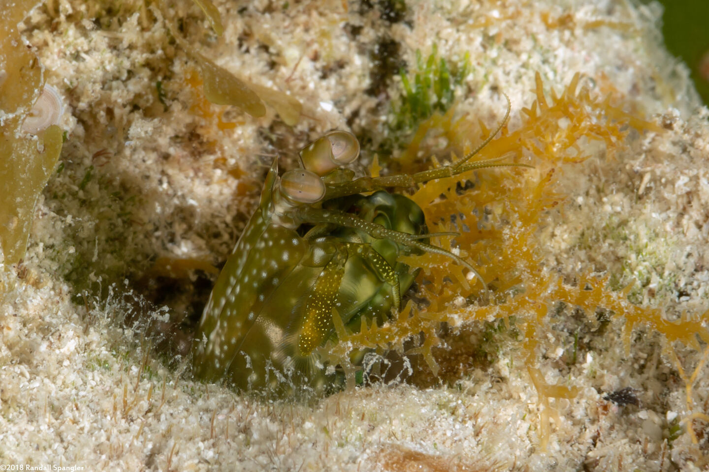 Neogonodactylus oerstedii (Swollenclaw Mantis Shrimp)