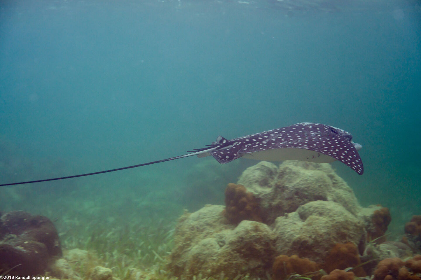 Aetobatus narinari (Spotted Eagle Ray)