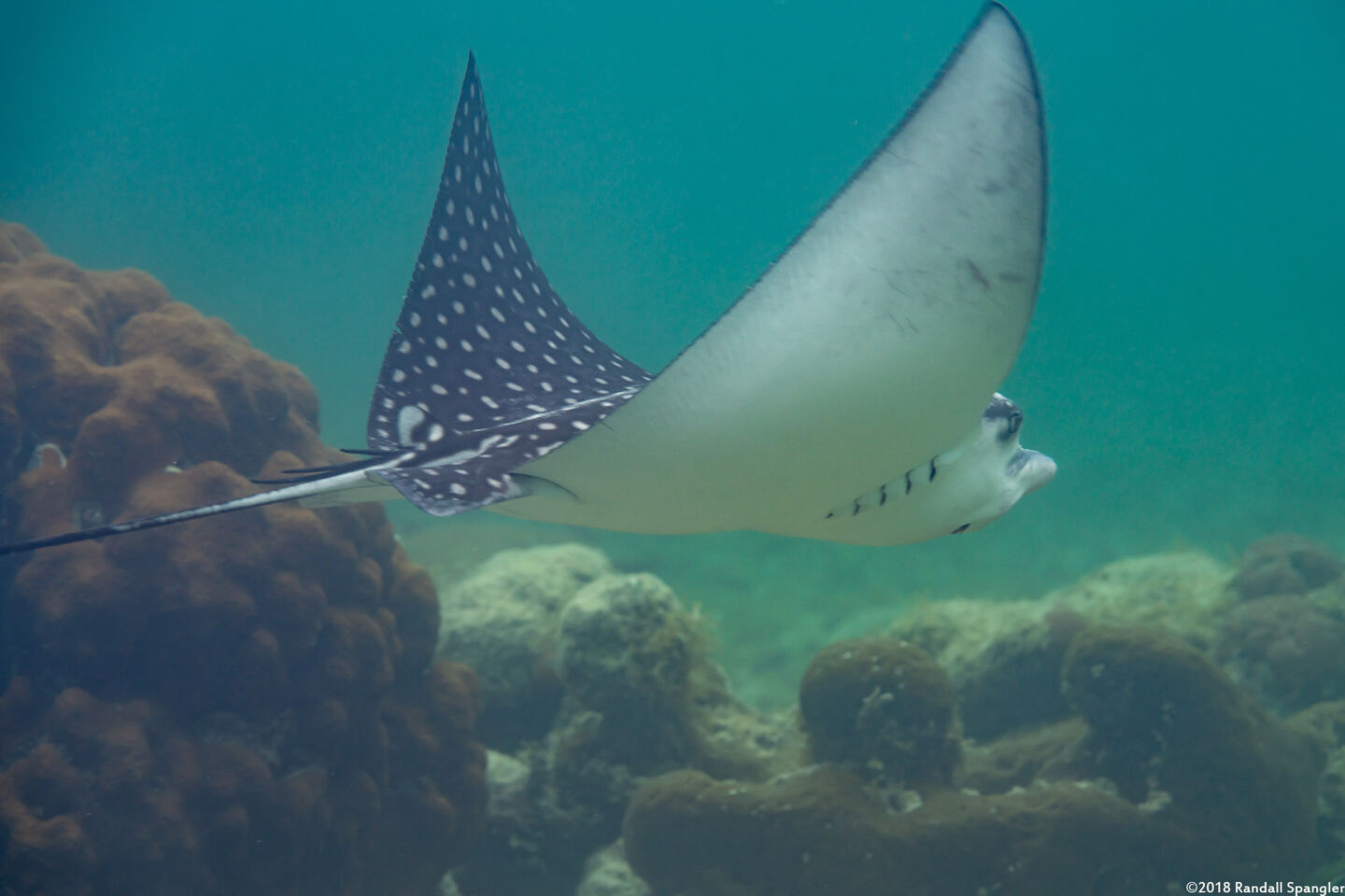 Aetobatus narinari (Spotted Eagle Ray)