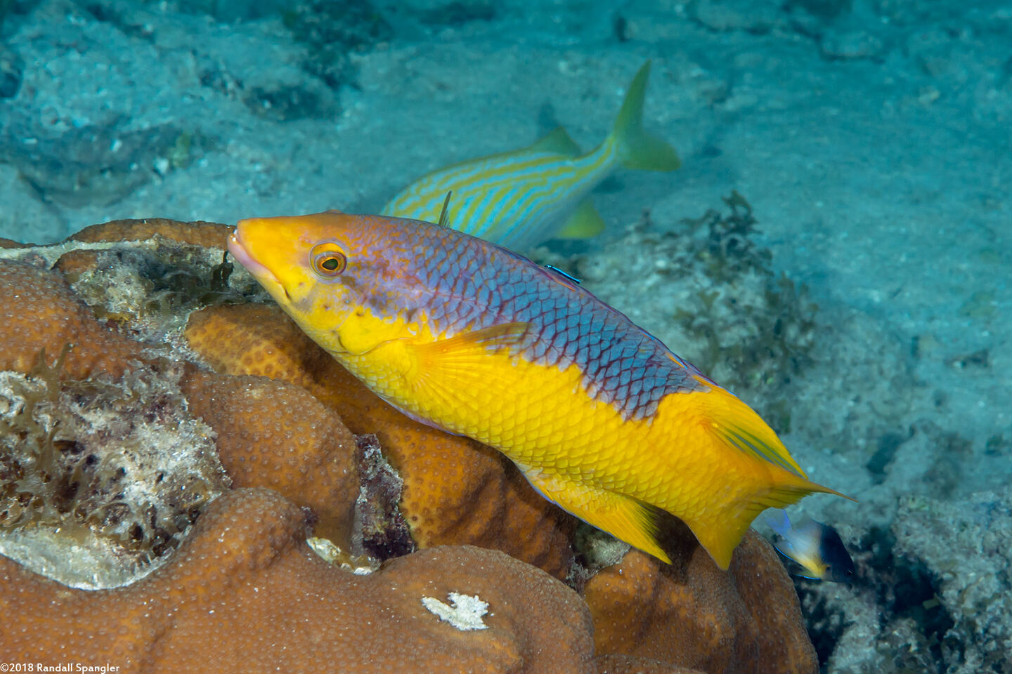 Bodianus rufus (Spanish Hogfish)