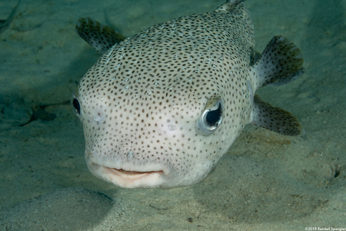 Diodon hystrix (Porcupinefish)