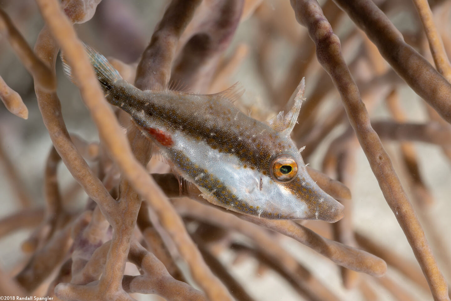 Monacanthus tuckeri (Slender Filefish)