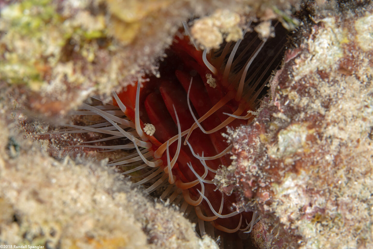 Ctenoides scaber (Rough Fileclam)