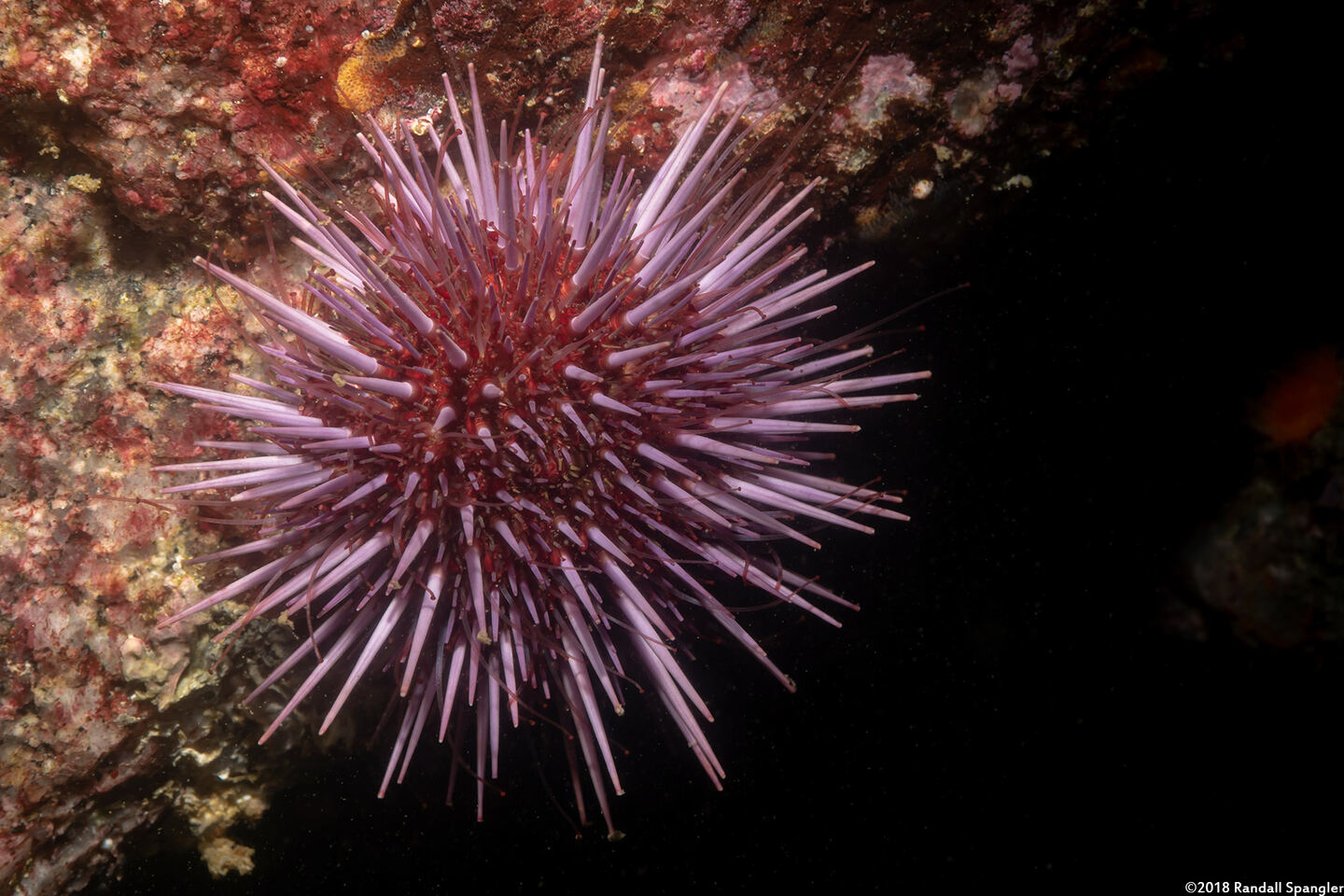 Strongylocentrotus purpuratus (Purple Sea Urchin)