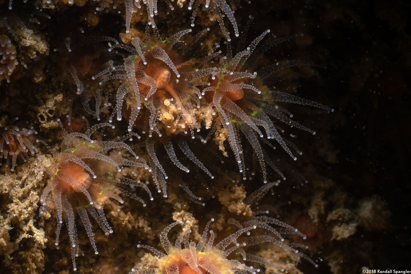 Astrangia haimei (Astrangia Haimei)