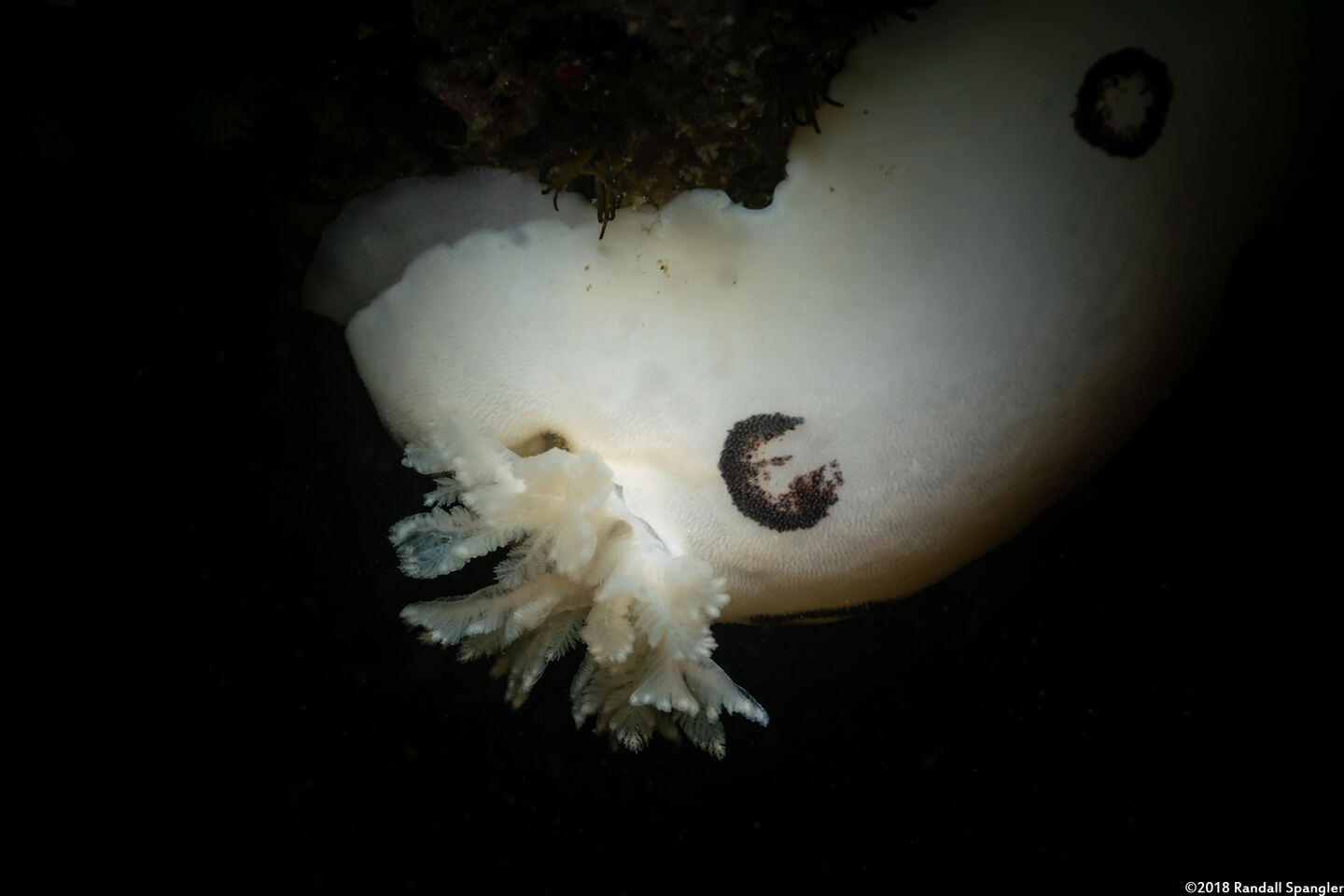 Diaulula sandiegensis (San Diego Dorid); Close up of branchial plume