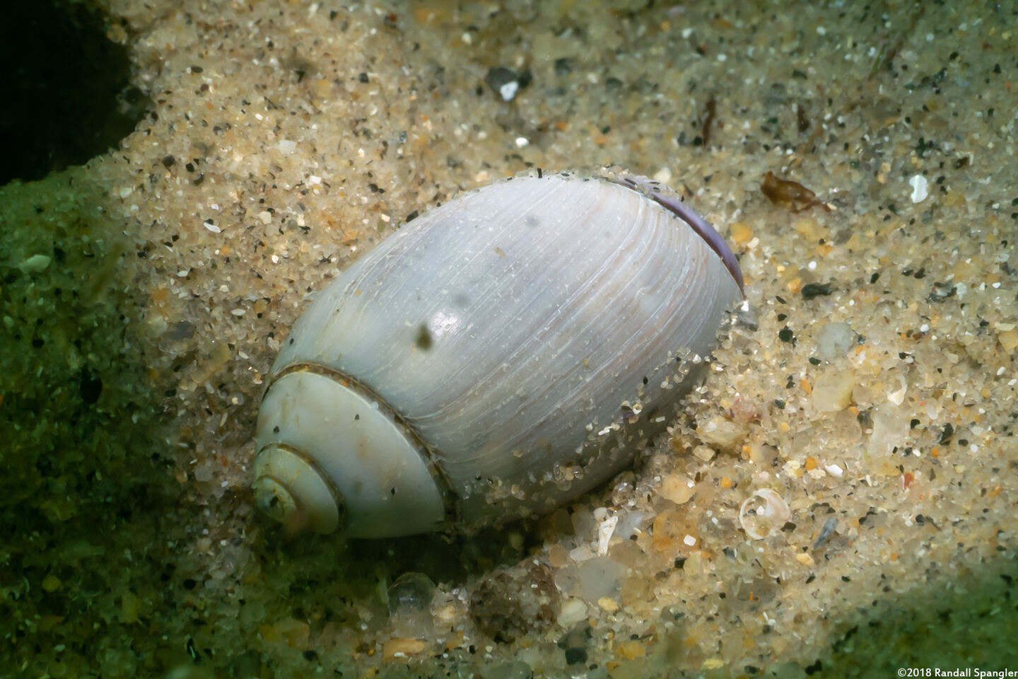 Callianax biplicata (Olive Snail)