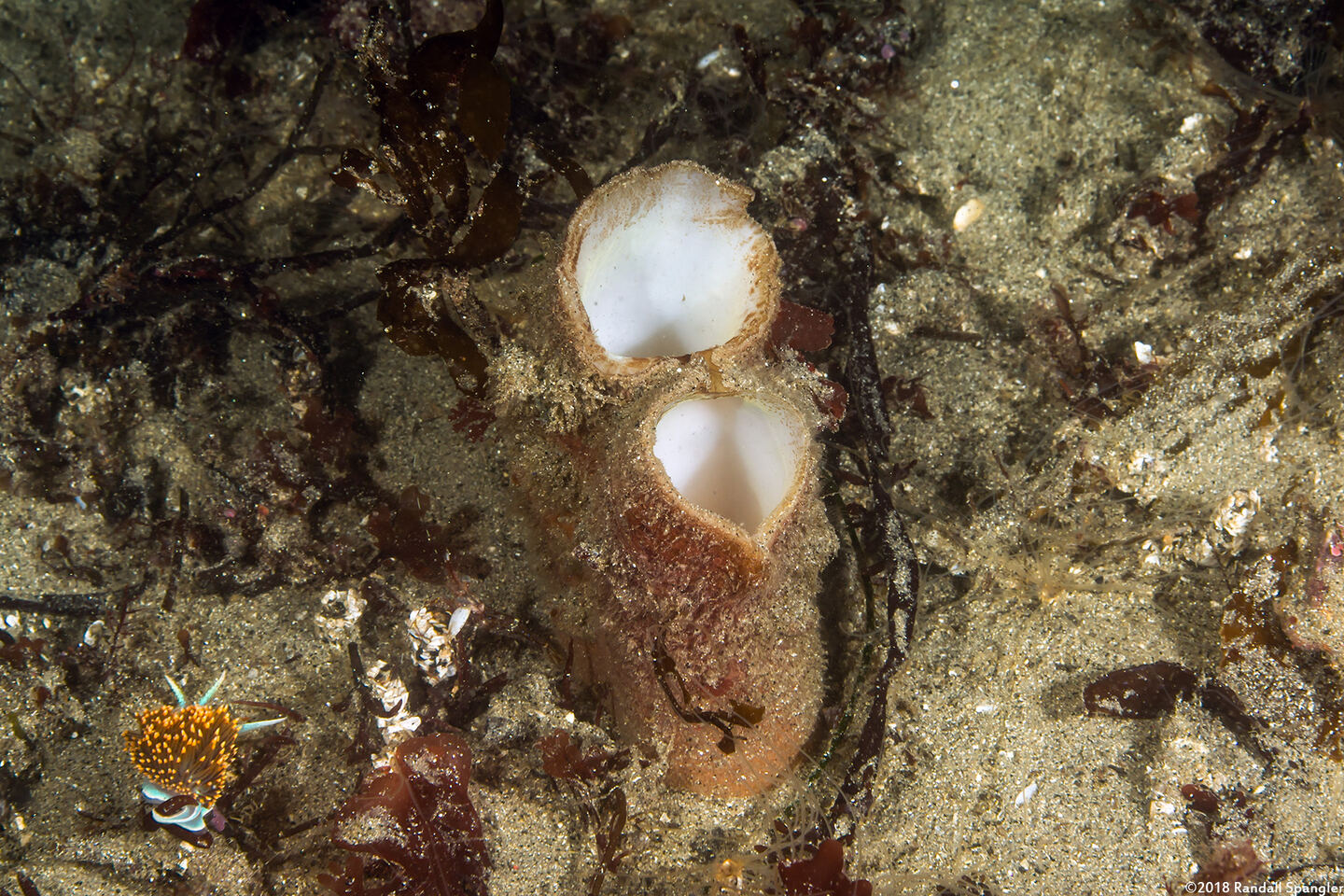 Panopea generosa (Geoduck Clam)