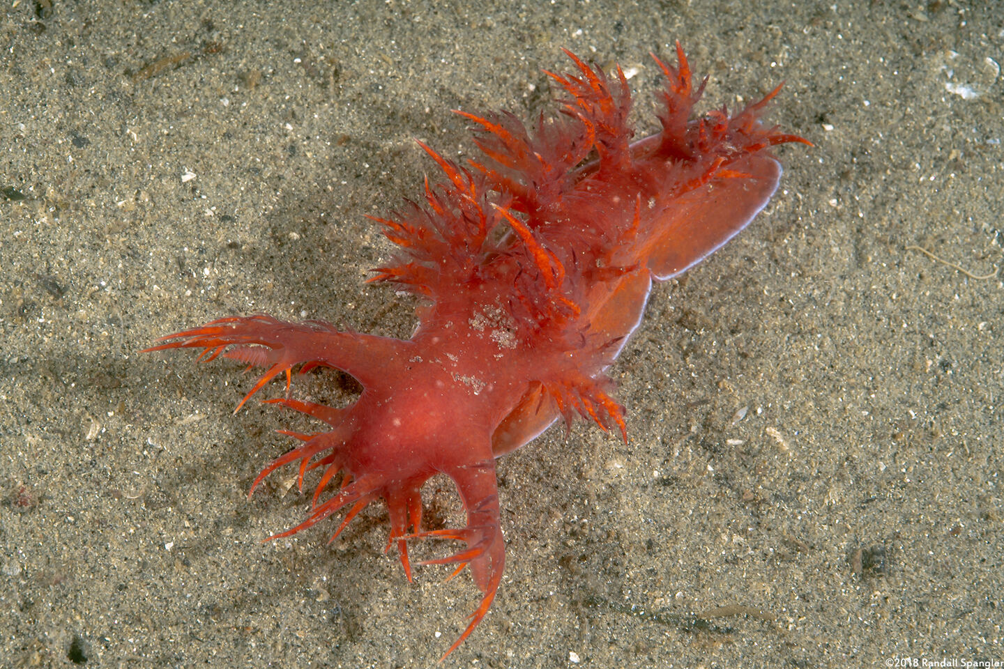 Dendronotus iris (Rainbow Dendronotus)