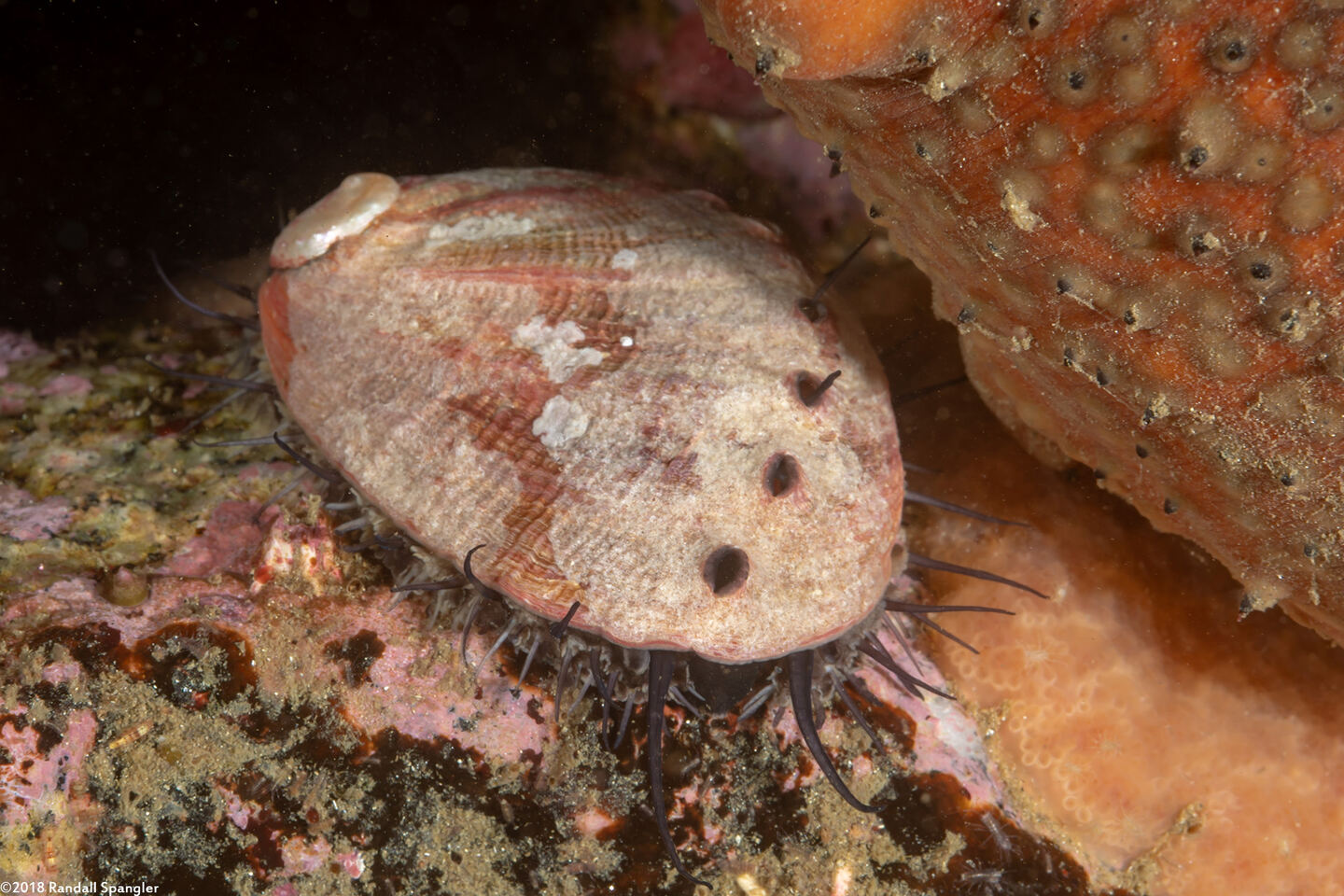 Haliotis rufescens (Red Abalone)