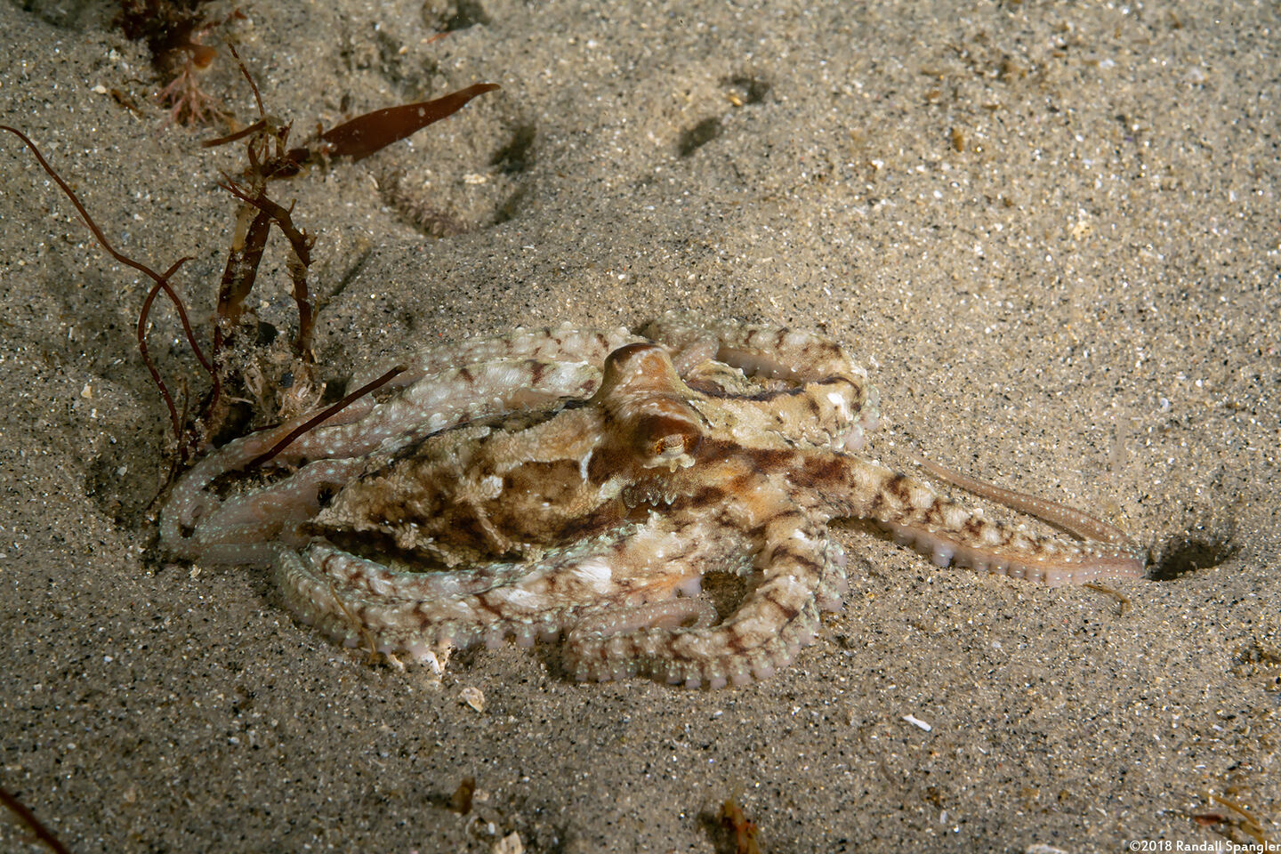 Octopus rubescens (Red Octopus)