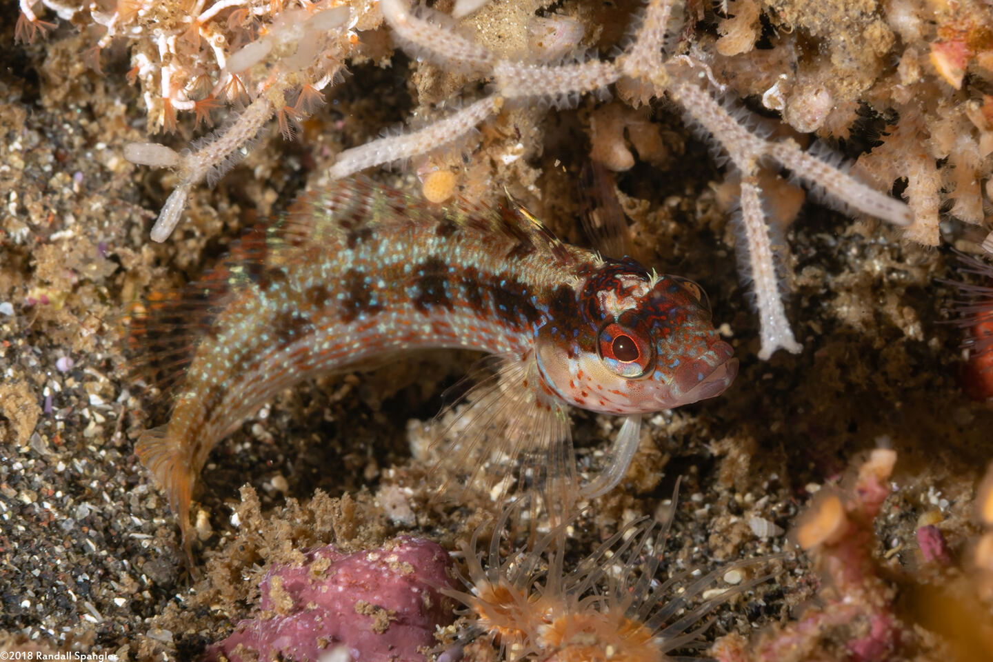 Alloclinus holderi (Island Kelpfish)