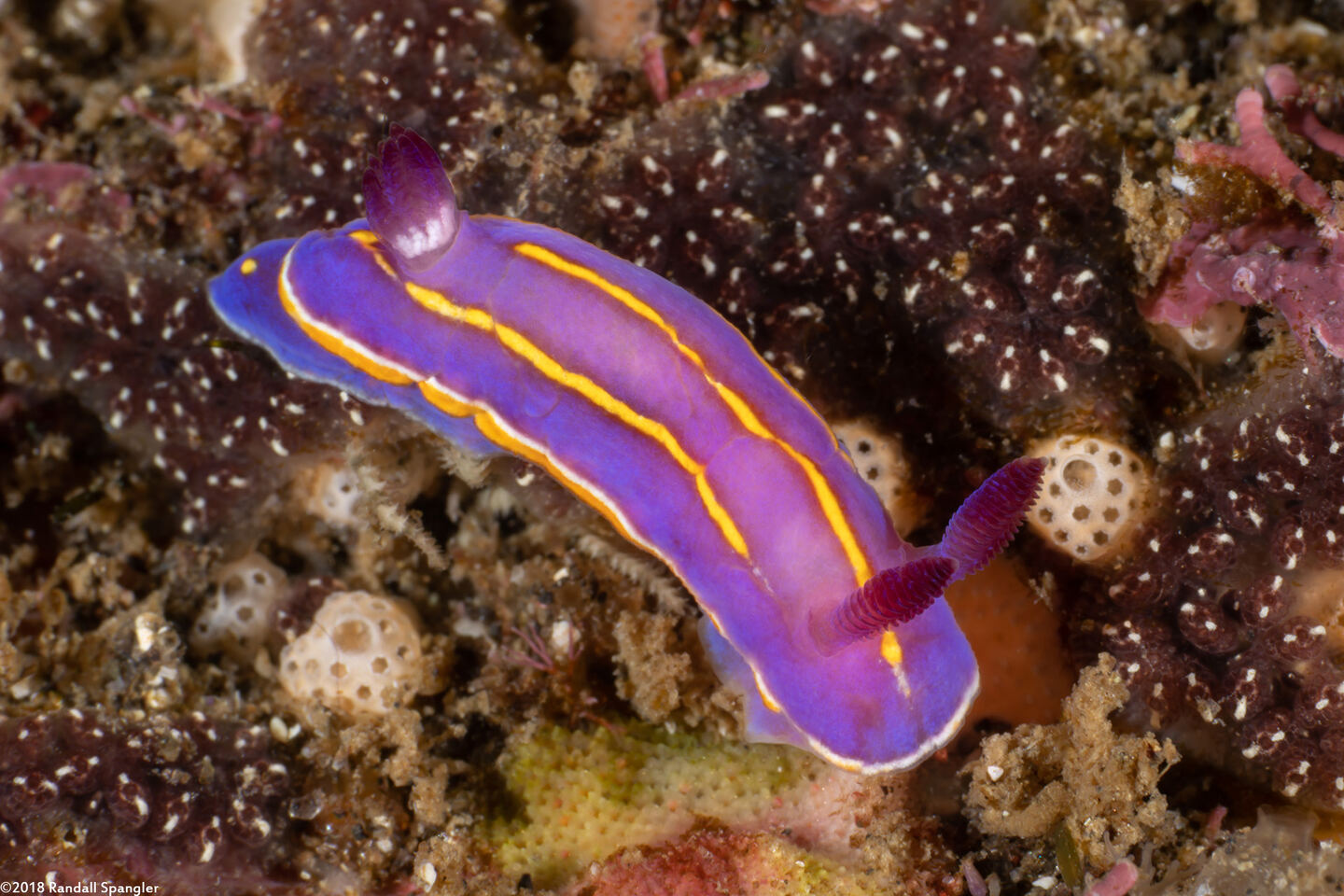 Felimida macfarlandi (MacFarland's Chromodorid)