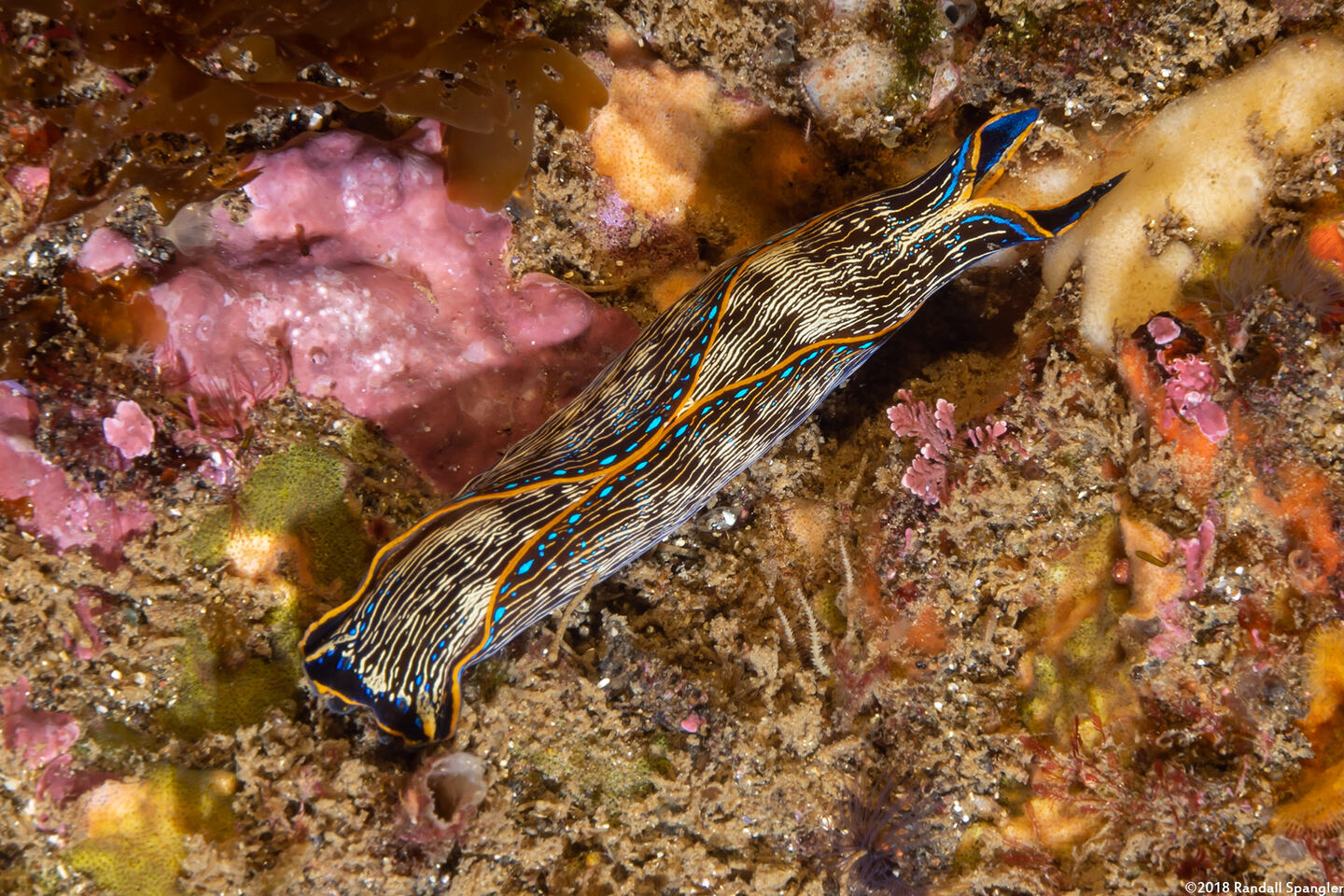 Navanax inermis (Navanax)