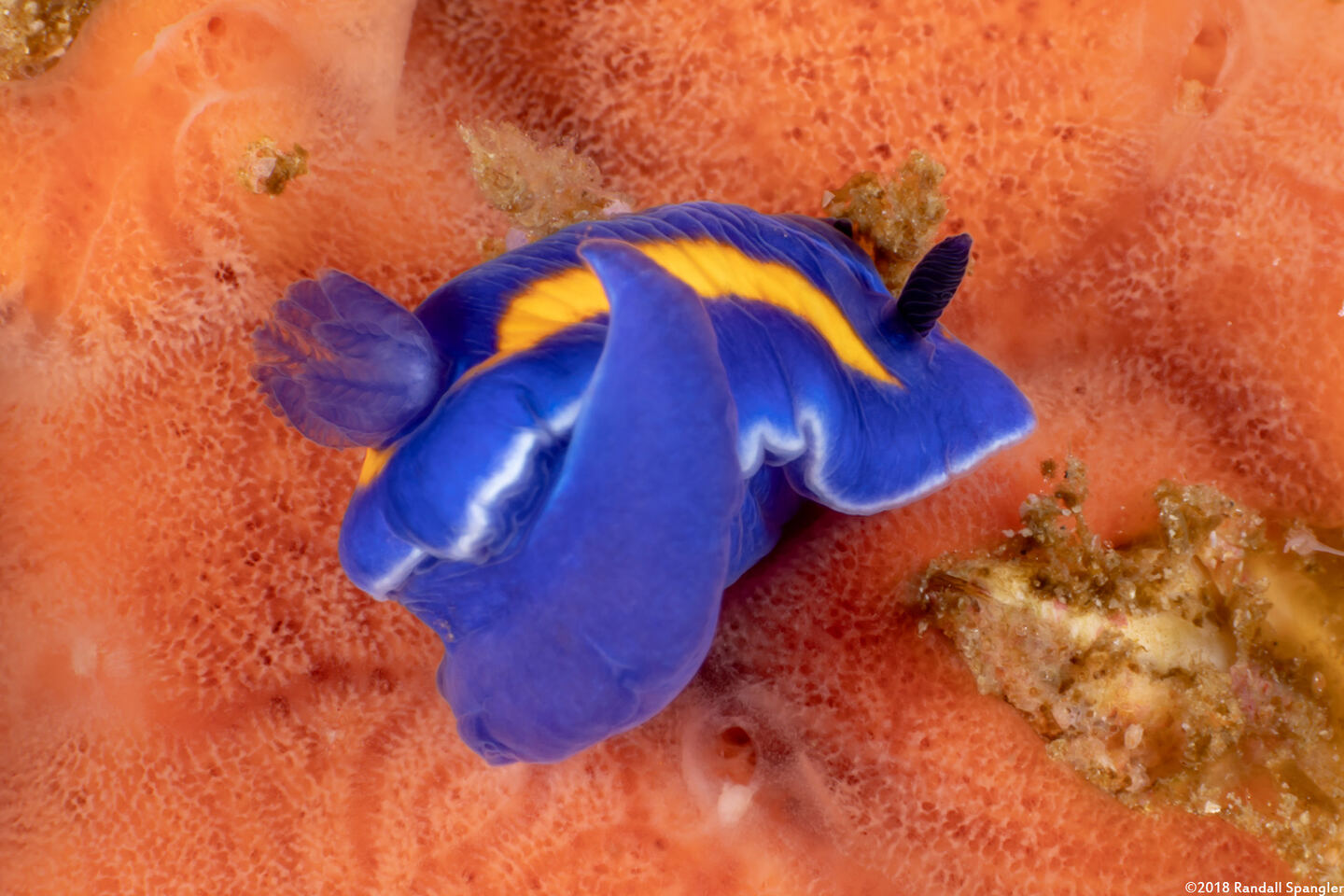 Felimare porterae (Porter's Chromodorid)