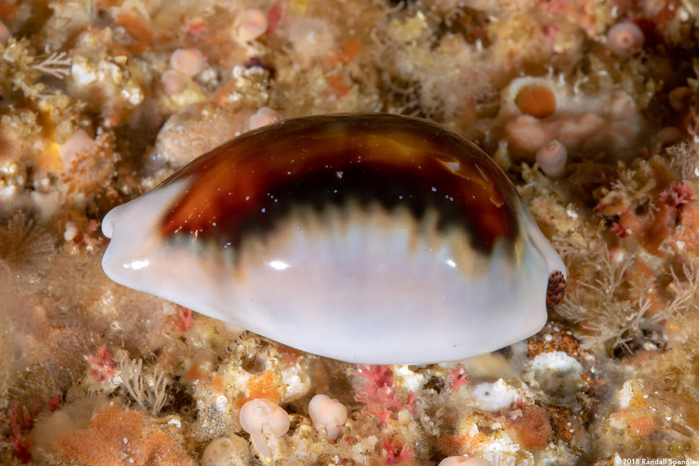 Neobernaya spadicea (Chestnut Cowry)