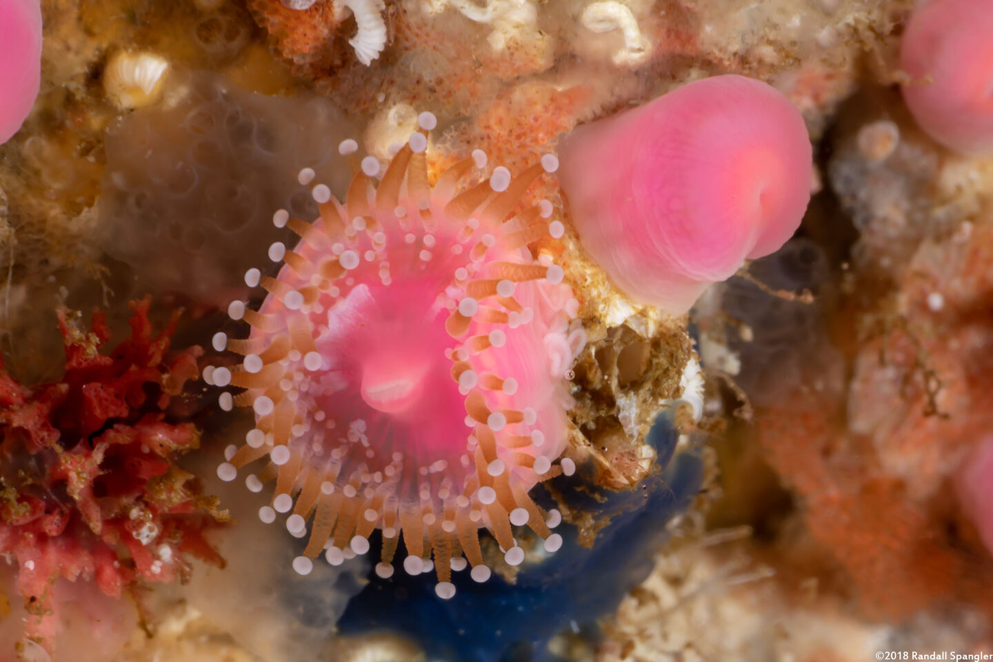 Corynactis californica (Club-Tipped Anemone)