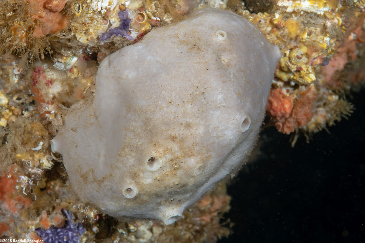 Spheciospongia confoederata (Gray Moon Sponge)