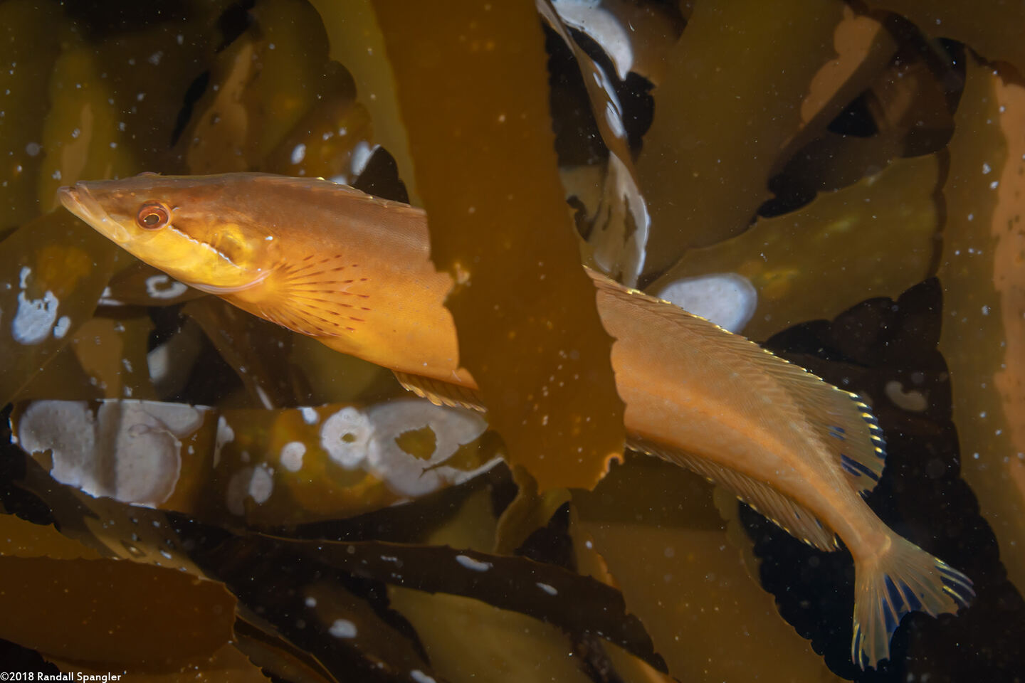 Heterostichus rostratus (Giant Kelpfish)